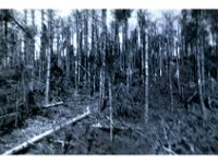 1943095022  Irvin McLaughlin - WWII - Italy - 1943-1945