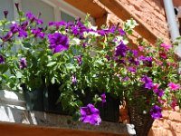 2008063098  Betty-Darrel-Yvette-Felicia-Suzette-Adara Belgium