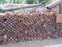 2008063182  Betty-Darrel-Yvette-Felicia-Suzette-Adara Belgium