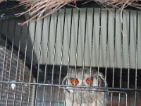 2008063238  Betty-Darrel-Yvette-Felicia-Suzette-Adara Belgium