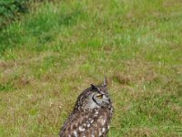 2013098673 Falcon Exhibition - Han Belgium - Sept 28