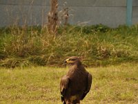 2013098707 Falcon Exhibition - Han Belgium - Sept 28