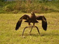 2013098712 Falcon Exhibition - Han Belgium - Sept 28