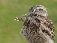 2013098768 Falcon Exhibition - Han Belgium - Sept 28