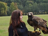 2013098831 Falcon Exhibition - Han Belgium - Sept 28