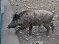 2013098868 Falcon Exhibition - Han Belgium - Sept 28