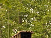 2013098885 Falcon Exhibition - Han Belgium - Sept 28