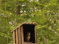 2013098886 Falcon Exhibition - Han Belgium - Sept 28