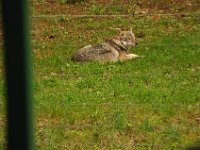 2013098889 Falcon Exhibition - Han Belgium - Sept 28