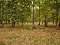 2013098901 Falcon Exhibition - Han Belgium - Sept 28