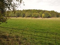 2013098903 Falcon Exhibition - Han Belgium - Sept 28