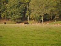 2013098907 Falcon Exhibition - Han Belgium - Sept 28