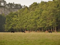 2013098913 Falcon Exhibition - Han Belgium - Sept 28