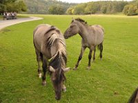 2013098919 Falcon Exhibition - Han Belgium - Sept 28