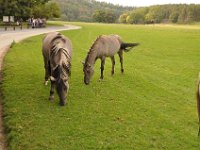 2013098920 Falcon Exhibition - Han Belgium - Sept 28