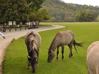 2013098921 Falcon Exhibition - Han Belgium - Sept 28