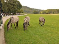 2013098926 Falcon Exhibition - Han Belgium - Sept 28