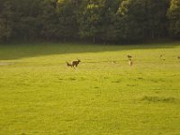 2013098941 Falcon Exhibition - Han Belgium - Sept 28