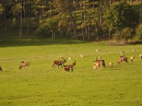 2013098944 Falcon Exhibition - Han Belgium - Sept 28