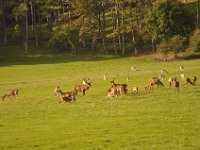 2013098945 Falcon Exhibition - Han Belgium - Sept 28