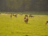 2013098947 Falcon Exhibition - Han Belgium - Sept 28