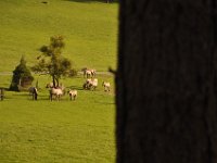 2013098960 Falcon Exhibition - Han Belgium - Sept 28