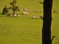 2013098961 Falcon Exhibition - Han Belgium - Sept 28