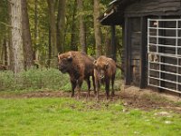 2013098970 Falcon Exhibition - Han Belgium - Sept 28