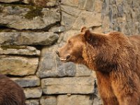 2013098999 Falcon Exhibition - Han Belgium - Sept 28