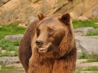 2013099015 Falcon Exhibition - Han Belgium - Sept 28