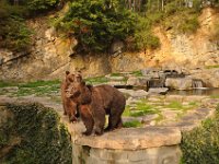 2013099026 Falcon Exhibition - Han Belgium - Sept 28