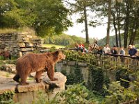 2013099031 Falcon Exhibition - Han Belgium - Sept 28