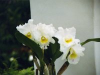 1998061073 Darrel and Betty Hagberg - Brazil