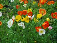 2010076966 Athabasca River Float Trip - Jasper Nat Park - Alberta - Canada  - Jul 29 : Canada, Banff