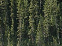 2010076969 Athabasca River Float Trip - Jasper Nat Park - Alberta - Canada  - Jul 29