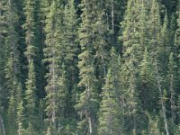 2010076970 Athabasca River Float Trip - Jasper Nat Park - Alberta - Canada  - Jul 29