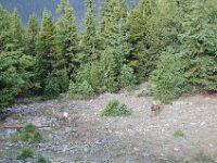 2010076494 Sulpfur Mountain Overlook - Banff Nat Pk - Alberta - Canada  - Jul 28