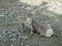 2010076542 Sulpfur Mountain Overlook - Banff Nat Pk - Alberta - Canada  - Jul 28 : Canada, Sulphur Mountain, Banff