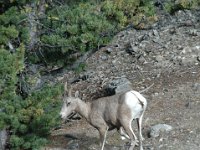 2010076544 Sulpfur Mountain Overlook - Banff Nat Pk - Alberta - Canada  - Jul 28 : Canada, Sulphur Mountain, Banff