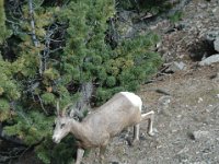 2010076545 Sulpfur Mountain Overlook - Banff Nat Pk - Alberta - Canada  - Jul 28 : Canada, Sulphur Mountain, Banff