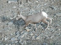 2010076550 Sulpfur Mountain Overlook - Banff Nat Pk - Alberta - Canada  - Jul 28 : Canada, Sulphur Mountain, Banff