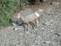 2010076551 Sulpfur Mountain Overlook - Banff Nat Pk - Alberta - Canada  - Jul 28 : Canada, Sulphur Mountain, Banff
