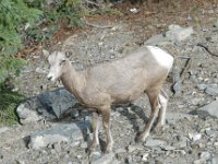 2010076552 Sulpfur Mountain Overlook - Banff Nat Pk - Alberta - Canada  - Jul 28 : Canada, Sulphur Mountain, Banff
