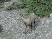 2010076554 Sulpfur Mountain Overlook - Banff Nat Pk - Alberta - Canada  - Jul 28 : Canada, Sulphur Mountain, Banff