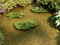 2010077654 Butchart Gardens - Victoria - British Columbia - Canada - Aug 04