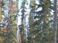 2010077107 Pyramid Island- Jasper National Park - Alberta - Canada  - Jul 31