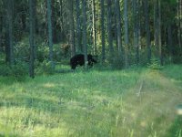 2010077120 Bear - Mount Robson Provincial Park - British Columbia - Canada  - Jul 31