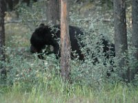 2010077122 Bear - Mount Robson Provincial Park - British Columbia - Canada  - Jul 31 : Bear, Jasper