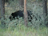 2010077123 Bear - Mount Robson Provincial Park - British Columbia - Canada  - Jul 31 : Bear, Jasper