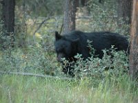 2010077126 Bear - Mount Robson Provincial Park - British Columbia - Canada  - Jul 31 : Bear, Jasper